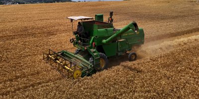 Adana'da buğday hasadı başladı