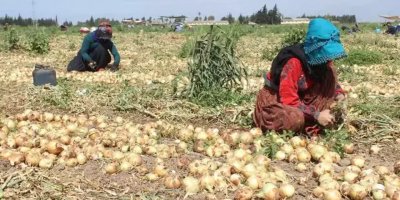 Reyhanlı'da soğan üreticileri, mahsüllerini düşük fiyat gerekçesiyle döküyor