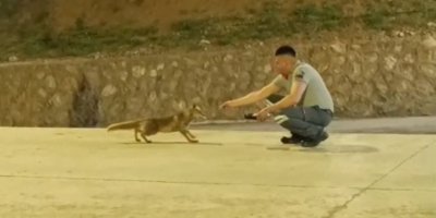 Özel güvenlik görevlisi ile tilkinin dostluğu görenleri şaşırtıyor