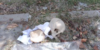 Çöp konteynerinden insan kafatası çıktı