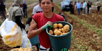 Adana’da patates hasadı başladı, tarlada kilogramı 22-24 lira