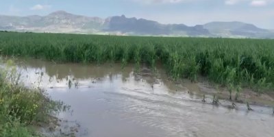 Adana'da şiddetli yağmur ve dolu, tarım ürünlerine zarar verdi