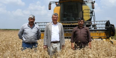 "Buğday rekoltesinde korkutan düşüş"