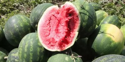 Adana’da sezonun ilk karpuz hasadı başladı; tarlada kilosu 7 TL