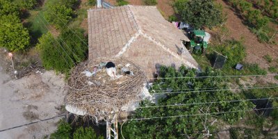 Leylekler doğadaki çöpleri yuvaya taşımış