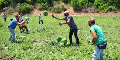 Tescilli Adana karpuzunda hasat başladı: Kilogramı 20-24 lira