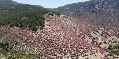 Adana'da dağlar zakkumların çiçek açmasıyla pembeye boyandı