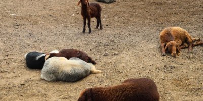 Meraya dökülen zehir 77 koyunu telef etti, onlarca kuzu annesiz kaldı