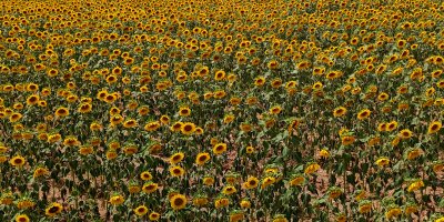 Tarlalarda görsel şölen: Ayçiçekleri tarlaları sarıya boyadı