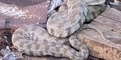 Zehirli yılan türü engerek görüntülendi