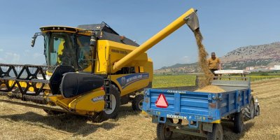 Buğday hasadı sürüyor: Bu sezon verim düşük