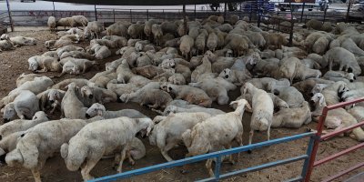 Adana'da kurbanlıklar görücüye çıktı: Kilo fiyatı 280 ile 310 TL arasında