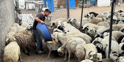 Karnı şiş kurbanlıklara dikkat: Yeme karıştırılan tuz ve sumak koyunları şişkin gösteriyor