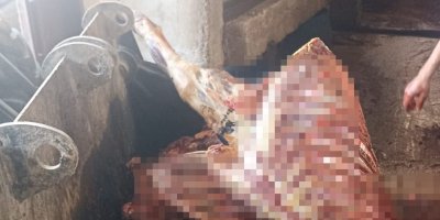 Adana'da 2,5 ton at eti ele geçirildi