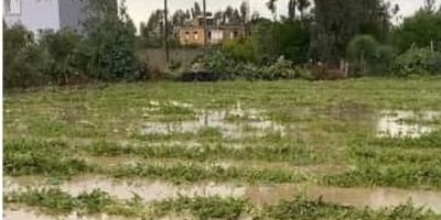 Adana ilçelerinde tarım arazileri sular altında kaldı