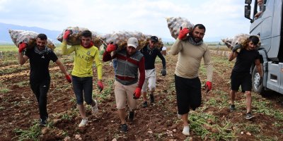 Bunlar özel işçiler: Günlük 250-300 ton patates yükleyip 2 bin 500 TL kazanıyorlar