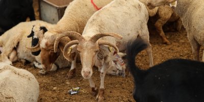 Adana'da 4 boynuzlu koçlar kurban pazarlarının gözdesi oldu