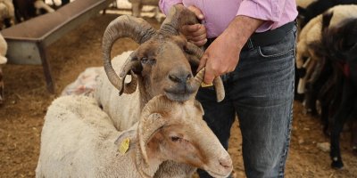 Adana'da 4 boynuzlu koçlar kurban pazarlarının gözdesi oldu