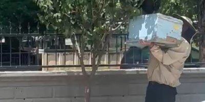Güvenlik görevlisi oğul veren arıları kovana aldı