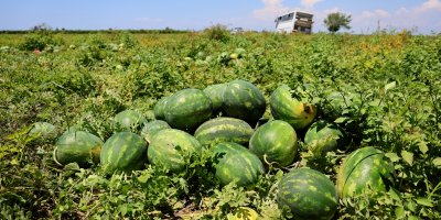 Hasadı süren karpuzun kilosu 9-10 liraya geriledi