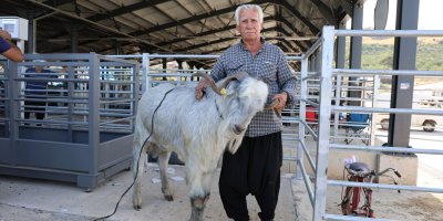 Pazarın en ağırı 153 kiloluk teke dikkat çekti