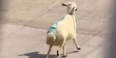 Adana’da kaçan koyun ve keçiler sahiplerini peşlerinden koşturdu