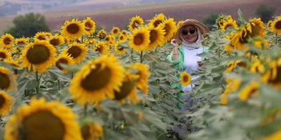 Ayçiçek tarlaları özçekim alanına dönüştü
