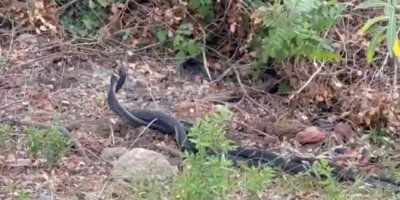 Yılanların dansı görüntülendi