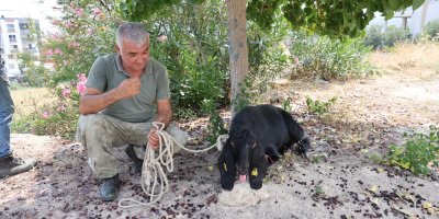 Firar eden kurbanlık, 10 gün sonra yakalandı