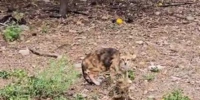 Su borusuna düşen yavru kedi kurtarıldı