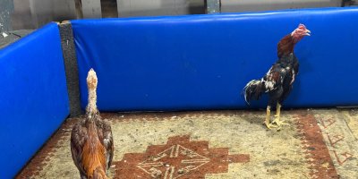 Polis müşteri gibi girdi, horoz dövüşüne suçüstü operasyon yaptı