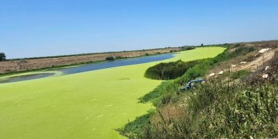 Seyhan Nehri'nin Denize Döküldüğü Noktada Ötrofikasyon Alarmı