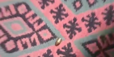 Adana'da yorgun mermi, ailenin oturduğu çardağa isabet etti