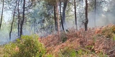 Adana'da orman yangını kontrol altına alındı