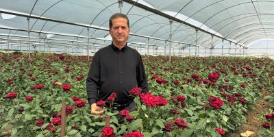 Üreticileri, ithal edilen güle ek gümrük vergisi istedi