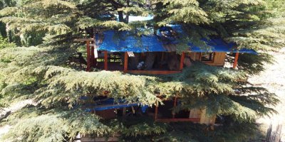 Sedir ağacına 'masal diyarı' evi yaptılar