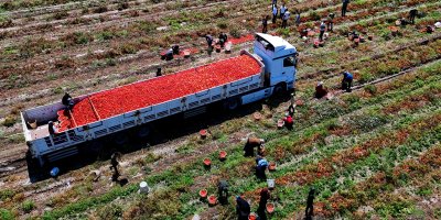 Domatesin tarlada kilogram fiyatı 3 liraya kadar düştü
