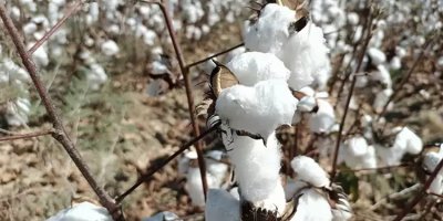 Kuraklık riski yüzde 50 arttı! Özellikle Adana için kriz kapıda: Acilen değiştirilmesi gerekiyor