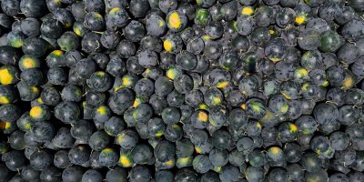 Adana'da karpuzun tarlada kilogram fiyatı 2,5 liraya kadar geriledi