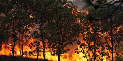 Adana'da orman yangınları başladı! Vatandaşlar neye dikkat etmeli? Yangın esnasında ne yapılır?