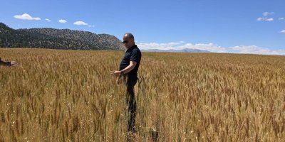 Atıl araziler üretime kazandırıldı buğday üretimi yapıldı