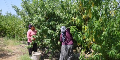 Adana'da şeftali hasadı başladı: Don vuran bahçelerde rekolte düştü