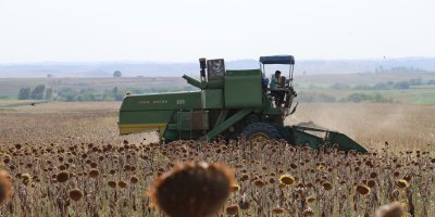 Kuraklık Çukurova'da ayçiçeği hasadını erkene çekti