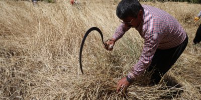 Teknolojinin ulaşamadığı tarlalarda ellik ve orakla hasat başladı