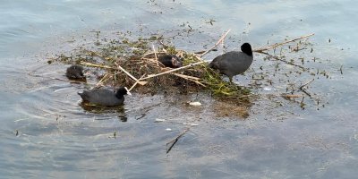 Karabatak su üzerine çalı ve ot taşıyarak yuva yaptı
