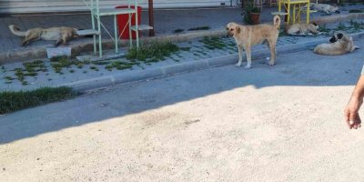 Mahalleli, sokak köpeklerine isyan etti