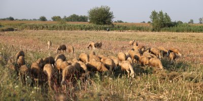 50 derece sıcakta hayvan otlatıyorlar