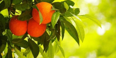 Adana’nın tarım ihracatında değişiklik! Pamuk geride kaldı..