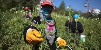 70 doktor Adana'da bir araya geldi, 500 dönüm araziye ekti! Hem internetten hem pazardan kapış kapış gidiyor