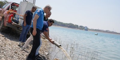 Adana'da yetişen 10 milyon 500 bin yavru sazan 12 ilde 129 göl ve göletlere bırakıldı